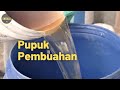 Membuat Pupuk Organik Cair untuk Pertumbuhan Generatif Tanaman