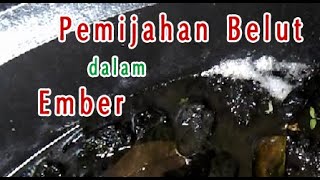 Pemijahan Belut | Sarang Belut dalam Ember