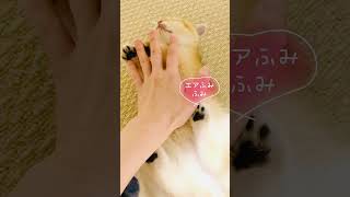 夢を見ながらのエアふみふみしてる子猫がかわいすぎる #Shorts #福日和 #子猫 #猫 #ふみふみ #cat #adayofcat  #kitten