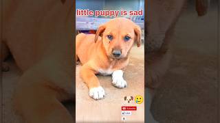 Little puppy is sad। छोटा कुत्ता बच्चा उदास है। dogi short। cute dog short🐕 #shorts #dog #cutedog