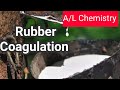 Chemistry of Rubber | Rubber Coagulation | A/L Chemistry |