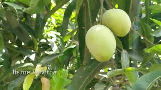 ஒரு மரத்தில் இவ்ளோ  நிறைய மாங்கனி பாத்து இருக்கிங்களா | mango tree  #itsmejeevitha