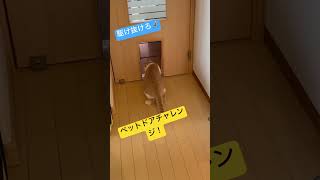 駆け抜けろ！ペットドアチャレンジ！ #ペットドア #チャレンジ #猫 #ねこ #ネコ #保護猫 #野良猫 #元野良猫 #cat #ぬこ #shorts #猫のいる暮らし #茶白猫 #もふもふ