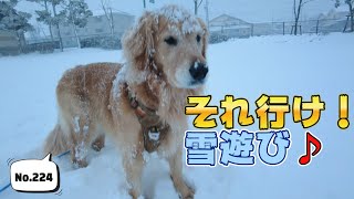 「むぎ」さん、待望の雪遊び♪