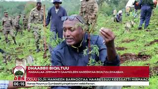 Magaalaa Jimmaatti sagantaa baniinsa dhaabbii biqiltuu ashaaraa magariisaa