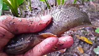 Fishing After Rain-Catching Climbing Perch Fish-Searching koi fish rainy season