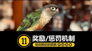 跟鹦鹉沟通的正确姿势~ [#11-奖励与惩罚机制 ]【手养鹦鹉】