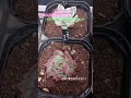 succulent cactus plant 365日 多肉植物 観察 うれしい たのしい ヒラリ フロディティール アイボリータワー エアーマジック ドリームスーツ