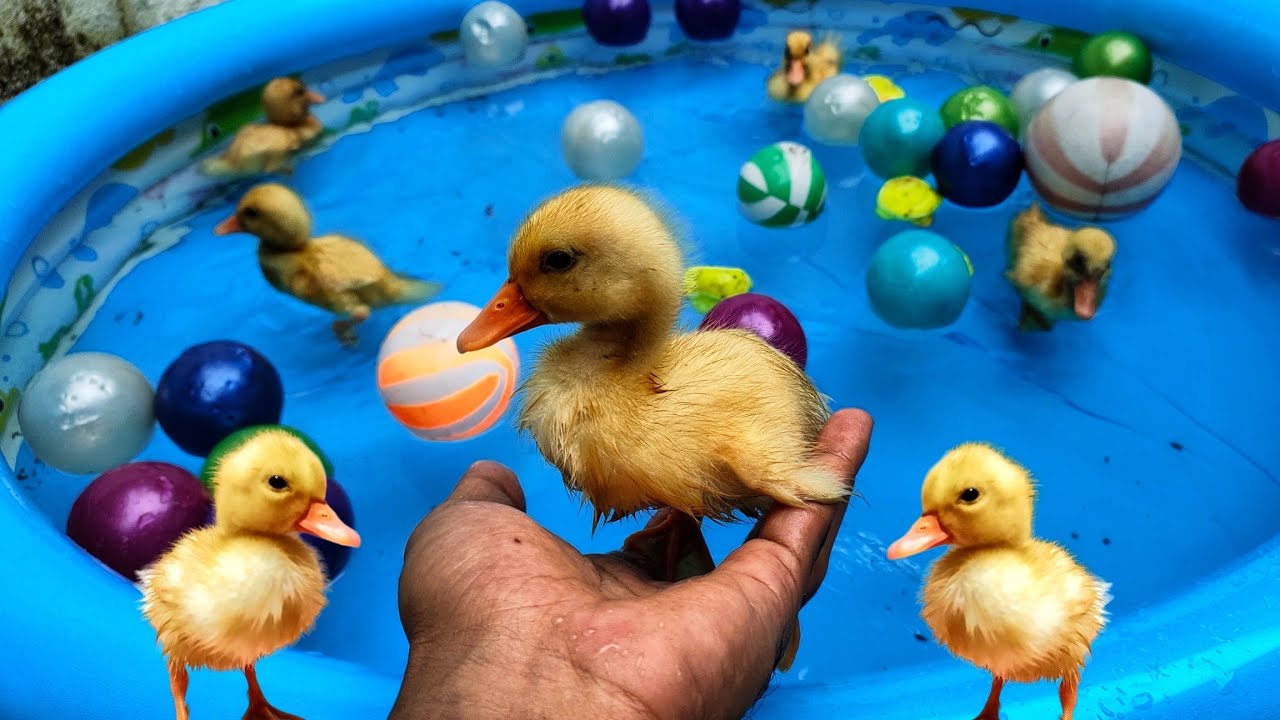 Cute Baby Duck Swimming In Pool Youtube