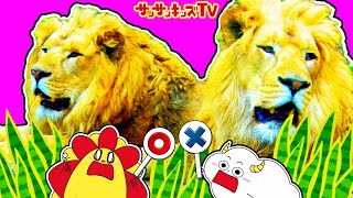 ジャングルのような動物園で大冒険⁉動物クイズ対決！ライオンさんキリンなど動物たくさん！・親子向け知育教育★サンサンキッズTV★