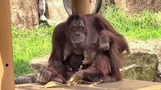 オランウータンの親子「キキ＆ロキ」（多摩動物公園） Orang-utan Mother \u0026 Baby