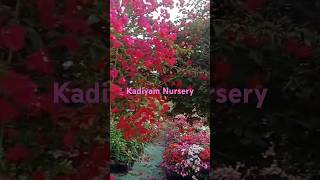 కడియం నర్సరీ Part-2#Kadiyam Nursery#Gardening#Do Subscribe#Flower Plants#Rose Plants#shorts#trending