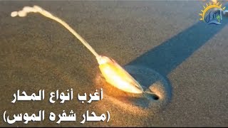 أغرب انواع المحار في المحيط الهادي (محارة شفرة الموس) razor clams