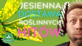 SPADŁA NAM Z NIEBA🌱jesienna dostawa egzotycznych roślin domowych