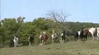 Tolthaven Ranch Icelandic Horses