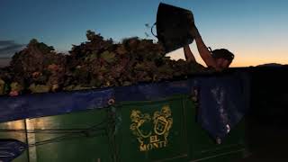 Vendimia nocturna en Bodegas El Monte