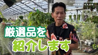 大好評！岐阜農場にて厳選品を紹介！そ【おうちでガーデニング】開花園チャンネル