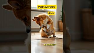 Où Poser Votre Regard ? Hastagra vs Padhayoragra Drishti #yoga #drishti #corgi