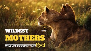 Wildest Mothers - हिन्दी डॉक्यूमेंट्री, Africa | Wildlife documentary in Hindi