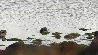 Brant / Branta bernicla / 2024-11-24, Jeju, Korea