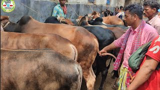 @আজ ১৭ জুন | চট্রগ্রামের খামারী কেন মাঝারি সাইজের ষাঁড় কিনছেন! কেমন দামে কিনছেন ষাঁড় | কাহারোল হাট