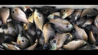 Winter Bluegill Bonanza