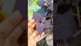 sweet potato vine #trending #shorts #garden #youtubeshorts