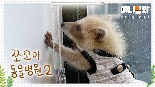 쪼꼬미 동물병원 시즌2 11화 (내원환자: 라쿤 설기님)ㅣAnimal Hospital for Tiny Animals2 Ep 11 (Patient: Seolgi, Raccoon)