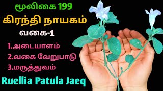 கிரந்தி நாயகம்|கிரந்தி நாயகன்|Ruellia Patula Jaeq|Alasal