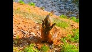 Nutrie, bobr bahenni/coypu or nutria