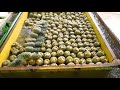 ចំការម្នាស់ pineapple farm