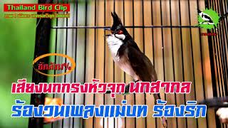 เสียงนกกรงหัวจุก นกสากล ร้องวนเพลงแม่บท ร้องริก (Thailand Bird Clip) นายนกกรง Chào Mào Thái Lan