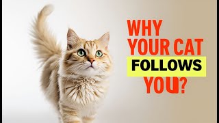 Why Your Cat Follows You Everywhere! The Hidden Meaning Behind This Behavior