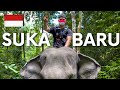 Wild Sumatran Elephant Ride & Swim (Seblat, North Bengkulu, Indonesia)