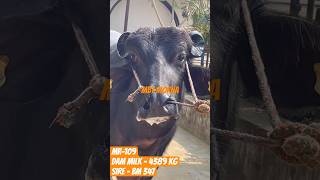 MR-109 mbtmorna #cow #cowhouse #animalfarming #farmproperty #cattlefarming