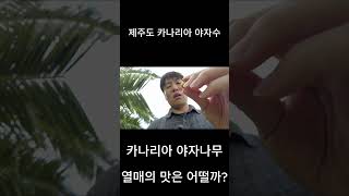 제주도 카나리아 야자나무 열매의 맛은 어떨까?