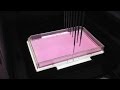 Picking of Hybridoma colonies from semi-solid agar using Pickolo™ on a Tecan EVO®