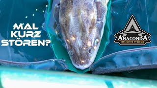 Sturgeon fishing with ANACONDA in Hungary | Encounter with the primeval bony fish