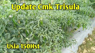 Update cmk trisula usia 150 Hst