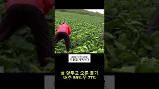 설 앞두고 배추 59%·무 77% 올라 #뉴스 #배추값 #물가 #경제 #설날 #신정 #새해 #구정