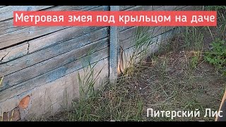 Метровая змея поселилась у нас под крыльцом дачи