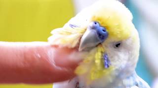 限界接写！ かわいいインコ【セキセイインコ】