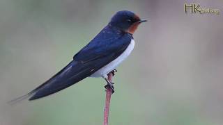 Barn Swallow 家燕 2010-04