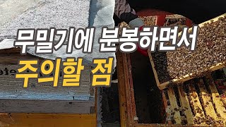 무밀기에 분봉하면서 주의 할 점