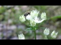 アケボノソウにて 雪彦山 20141001