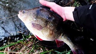 4lb 5oz river perch on the bfs gear