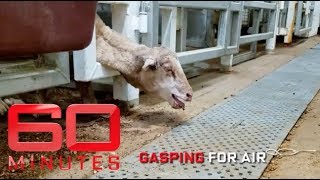 Secret vision from a live export vessel | 60 Minutes Australia