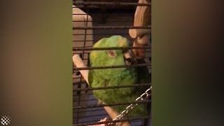 Crying Parrot Sounds Like a Small Child (Part 2)