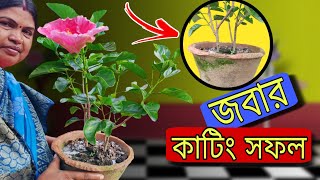 কিভাবে হাইব্রিড পিঙ্ক হিবিস্কাস বা জবার কাটিং সফল হলো!| আপনারাও শিখতে চান?