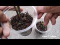 Case Study - Growing Hibiscus from Cutting Propagation Using Aloe Vera &  Not